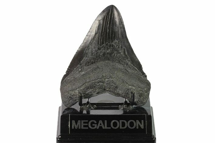 Fossil Megalodon Tooth - Georgia #144329